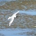 Andean Gull
